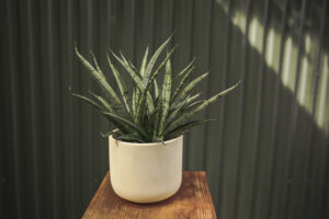 Sansevieria Comet Rocky Mountains