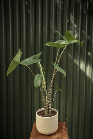 Alocasia Zebrina