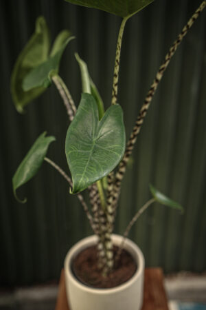 Alocasia Zebrina