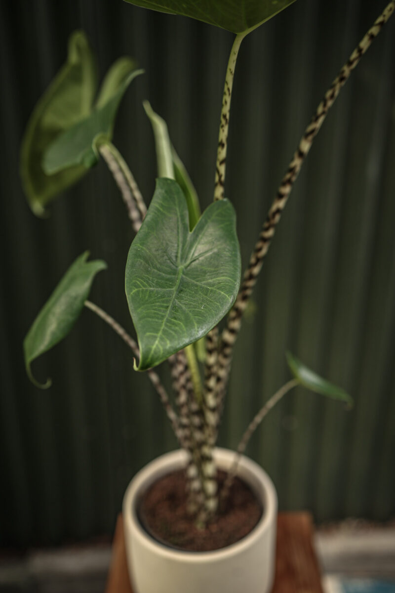Alocasia Zebrina