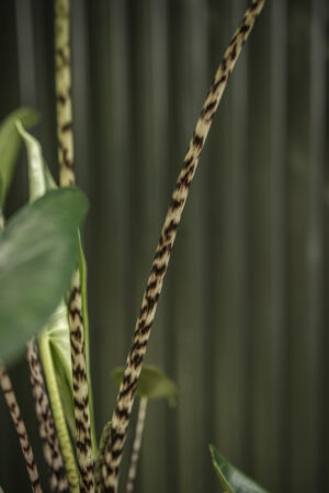 Alocasia Zebrina