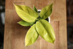 Philodendron Moonlight