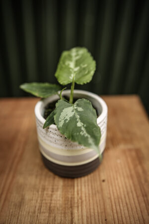 Schismatoglottis Scortechinii