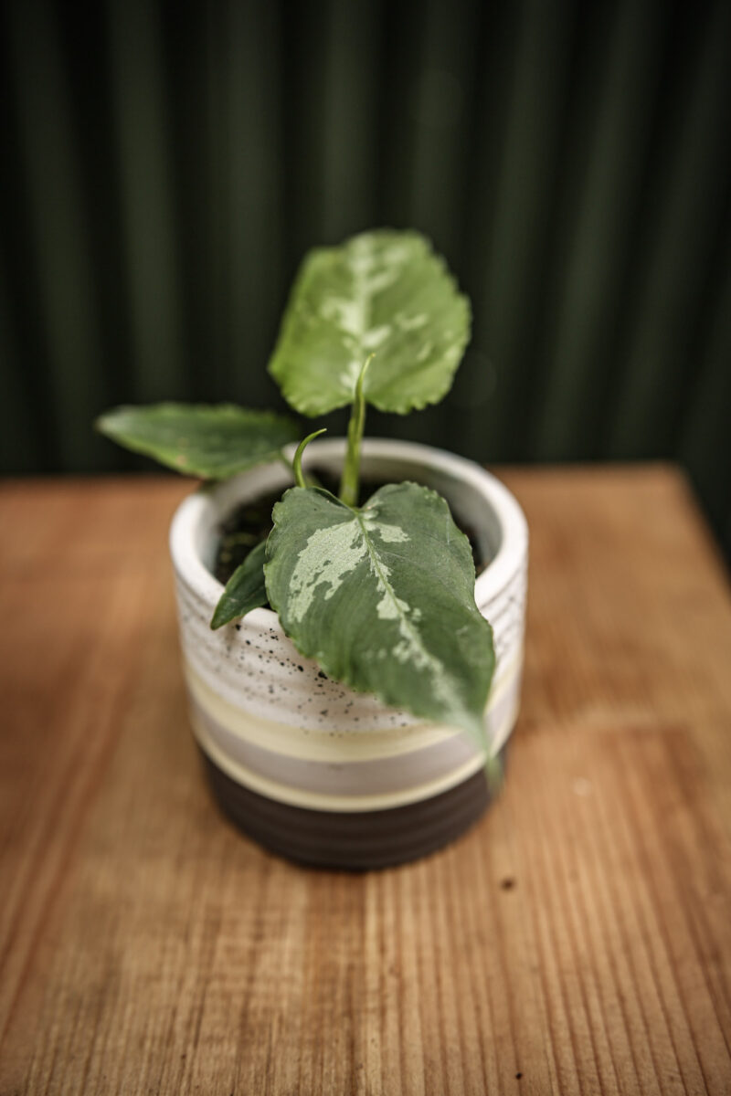 Schismatoglottis Scortechinii