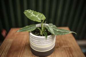 Schismatoglottis Scortechinii