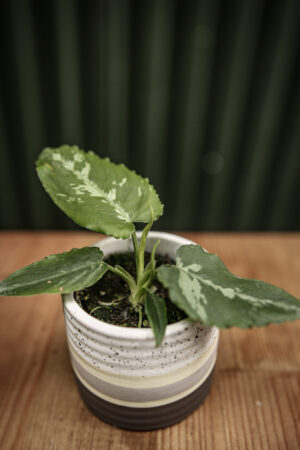 Schismatoglottis Scortechinii