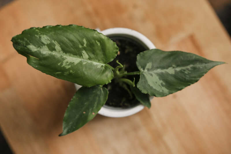 Schismatoglottis Scortechinii