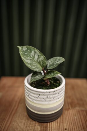 Homalomena Purple Sword (Apobalis Acumina Lavallaei)