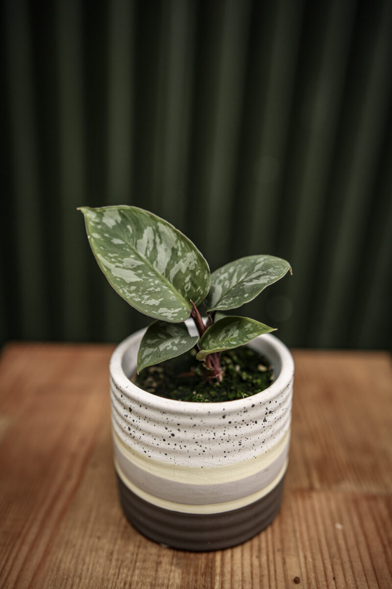 Homalomena Purple Sword (Apobalis Acumina Lavallaei)