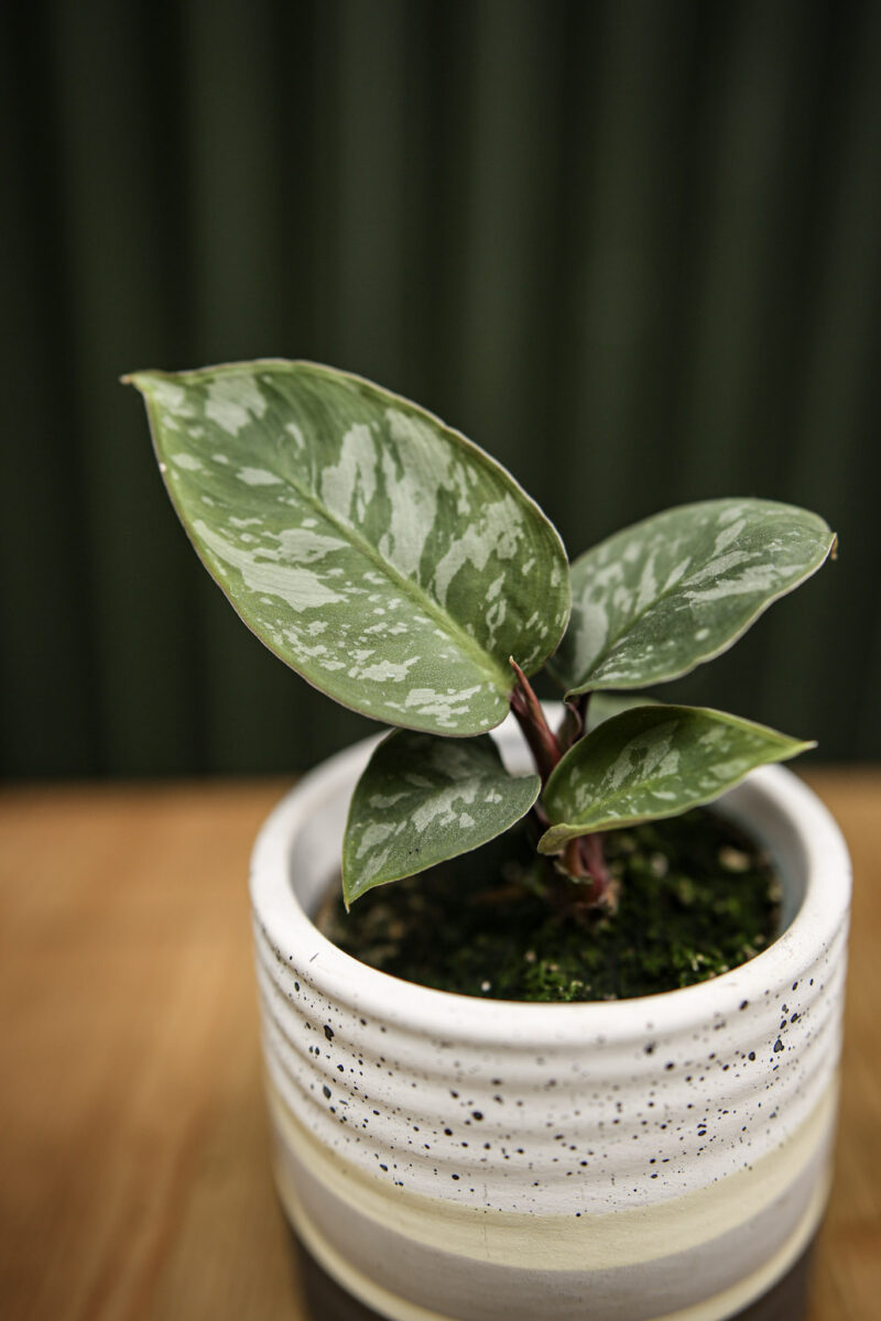Homalomena Purple Sword (Apobalis Acumina Lavallaei)