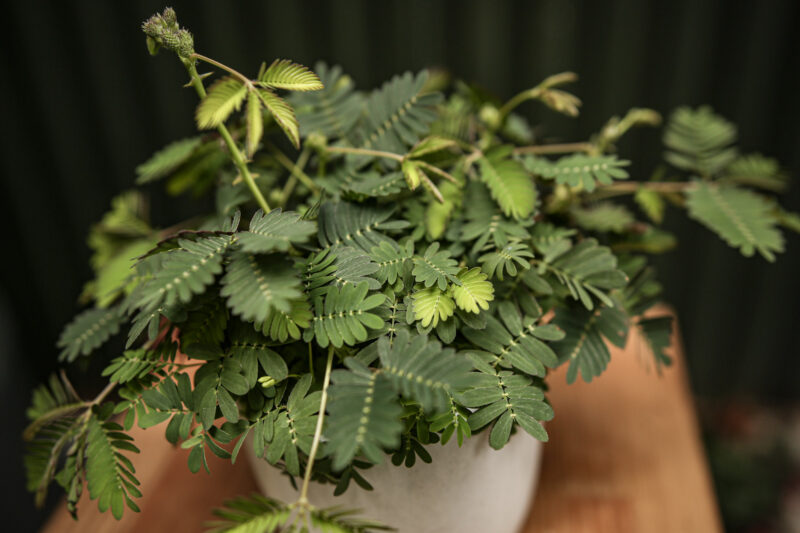 Mimoza Wstydliwa Mimoza Wstydliwa