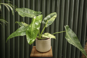 Philodendron Jose Buono