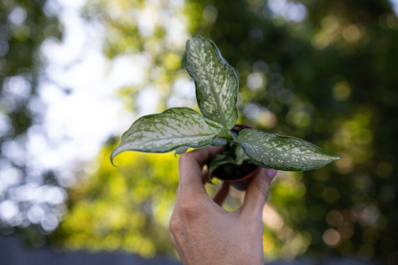 dieffenbachia tiki