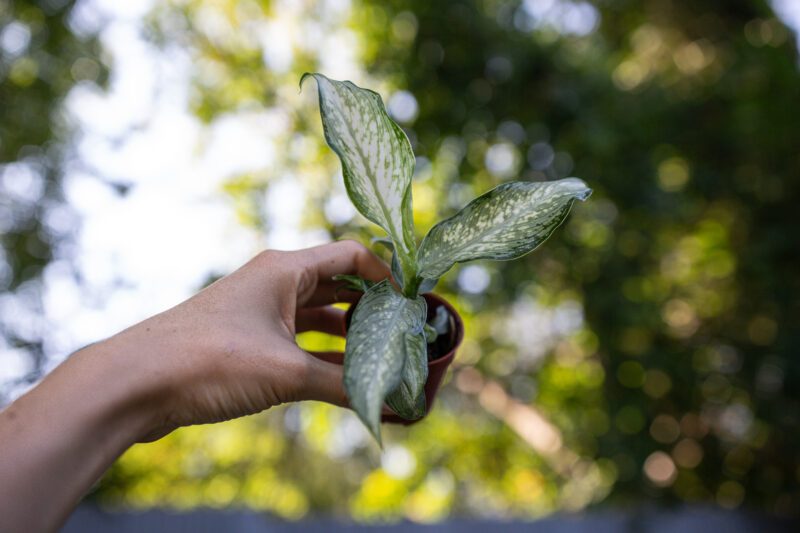 dieffenbachia tiki