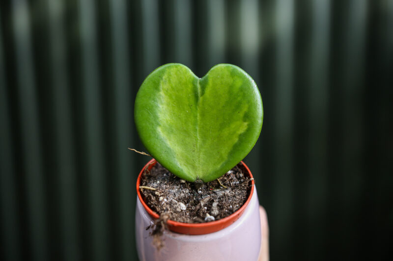 Hoya Kerri Variegata
