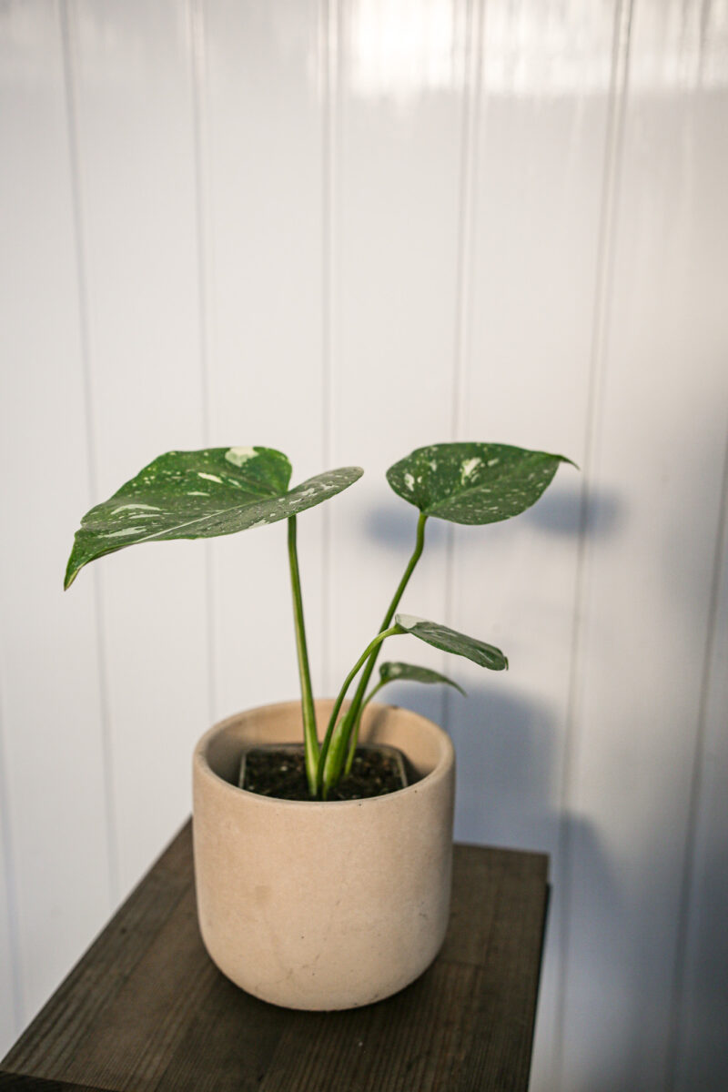 Monstera Thai Constellation