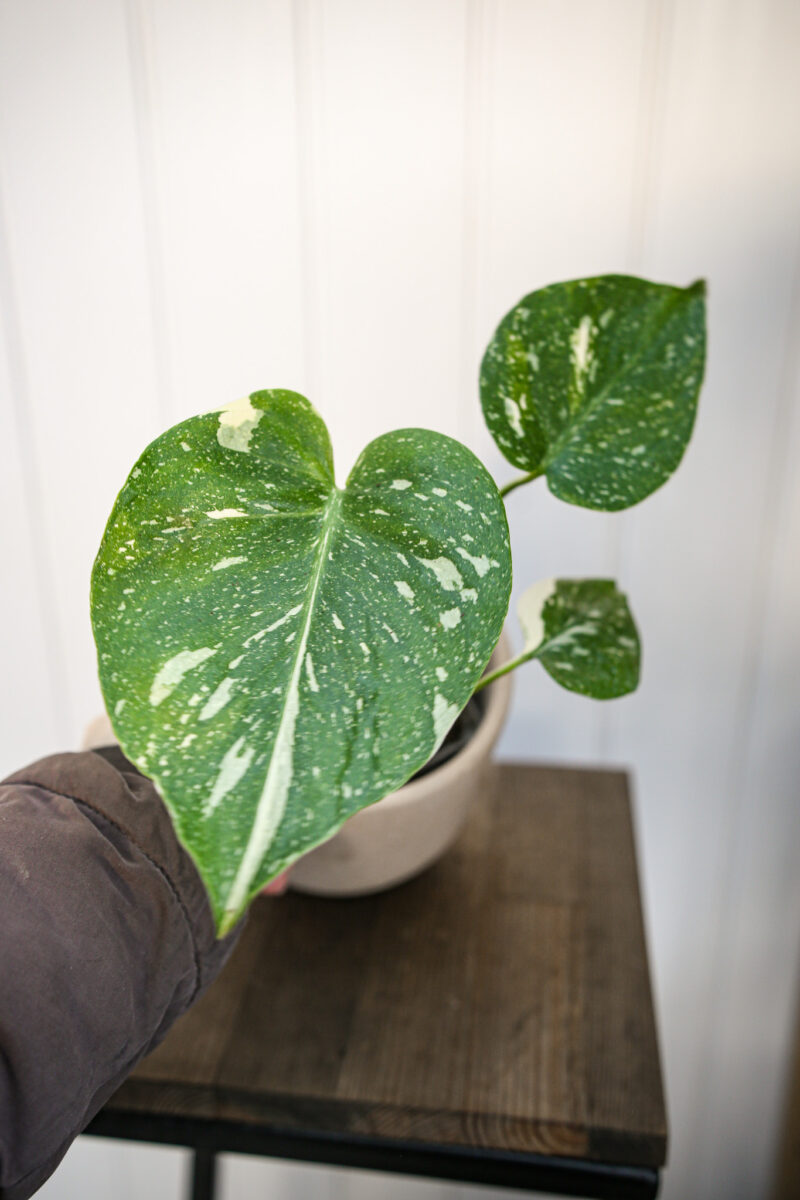 Monstera Thai Constellation