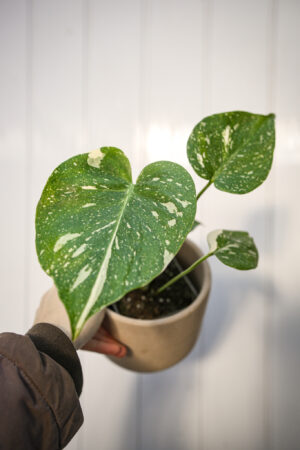 Monstera Thai Constellation