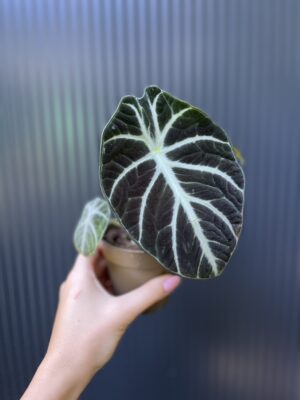 Alocasia Ninja