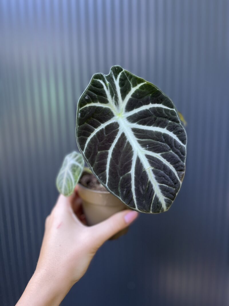Alocasia Ninja