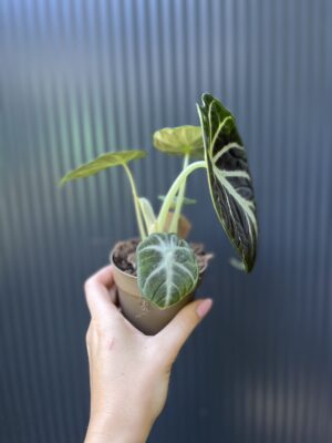 Alocasia Ninja