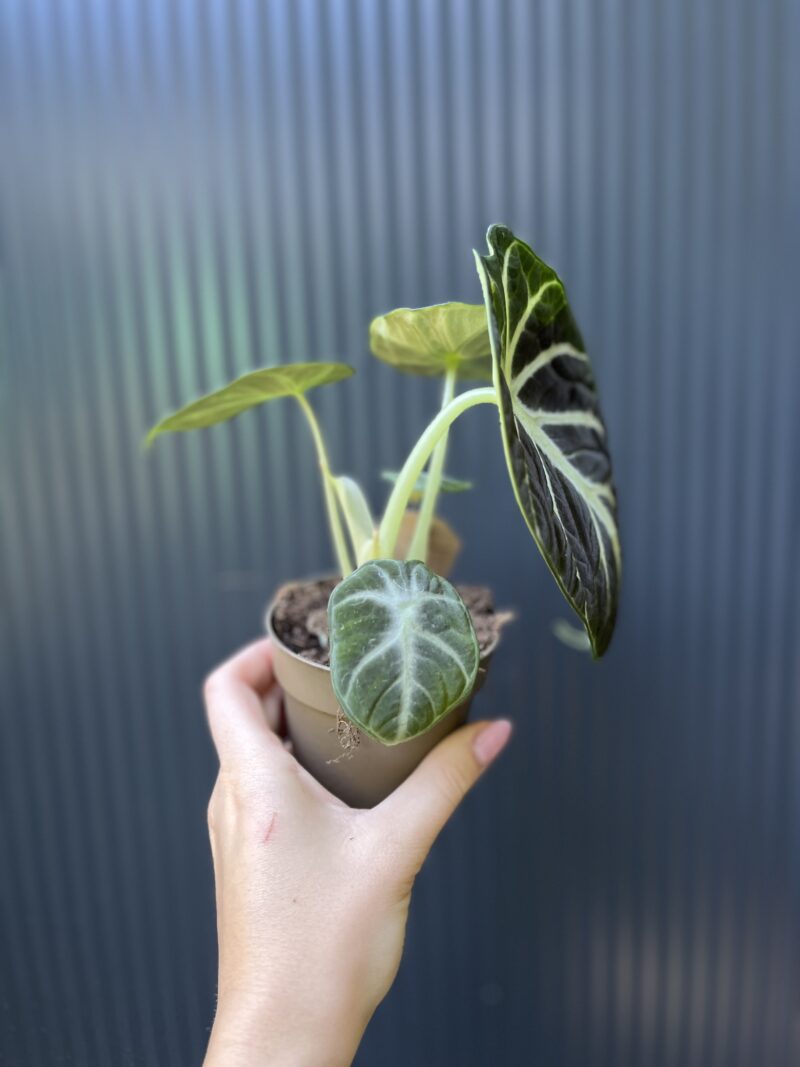 Alocasia Ninja