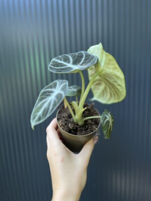 Alocasia Ninja