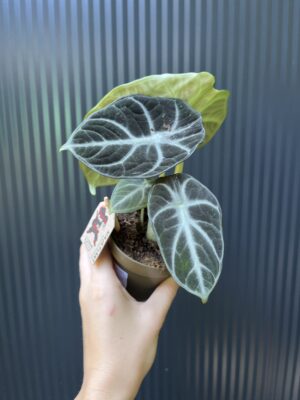 Alocasia Ninja