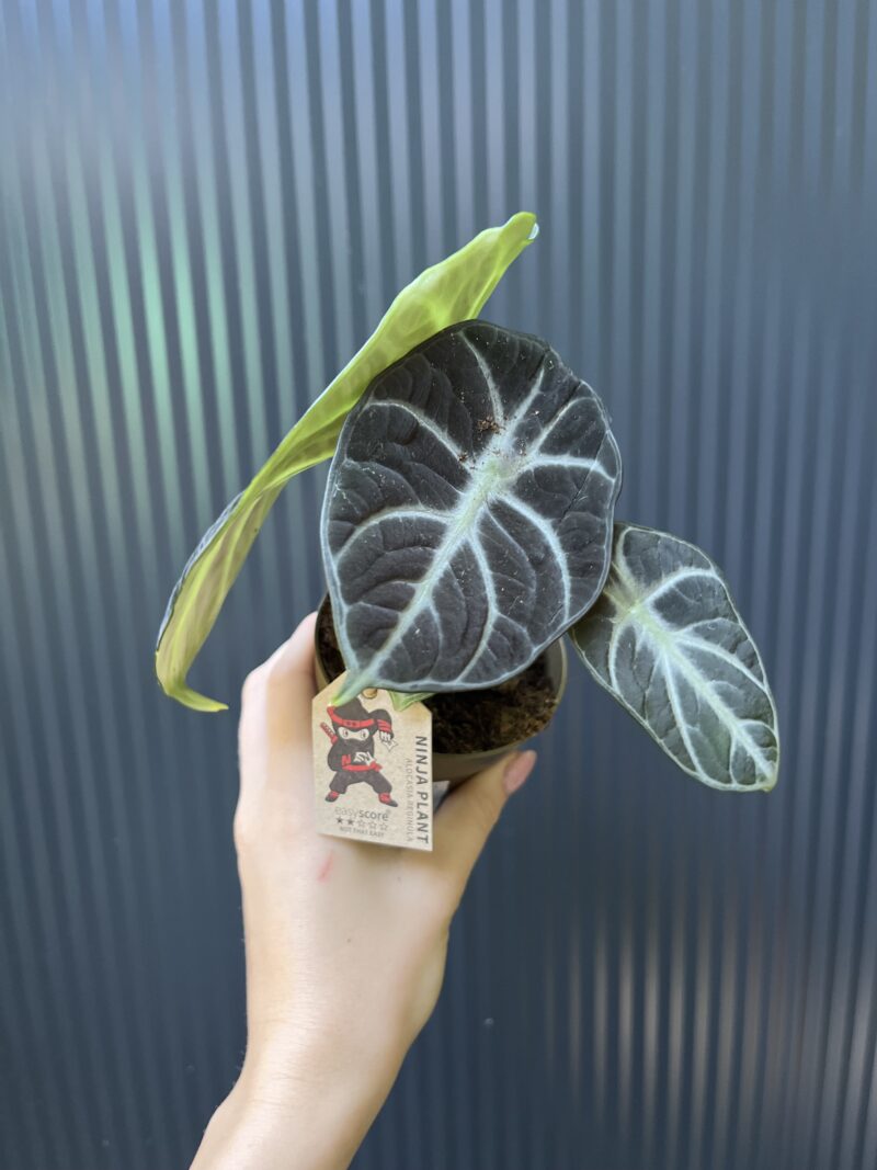 Alocasia Ninja