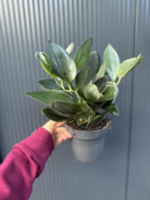 Scindapsus ‘Treubii Dark Form’