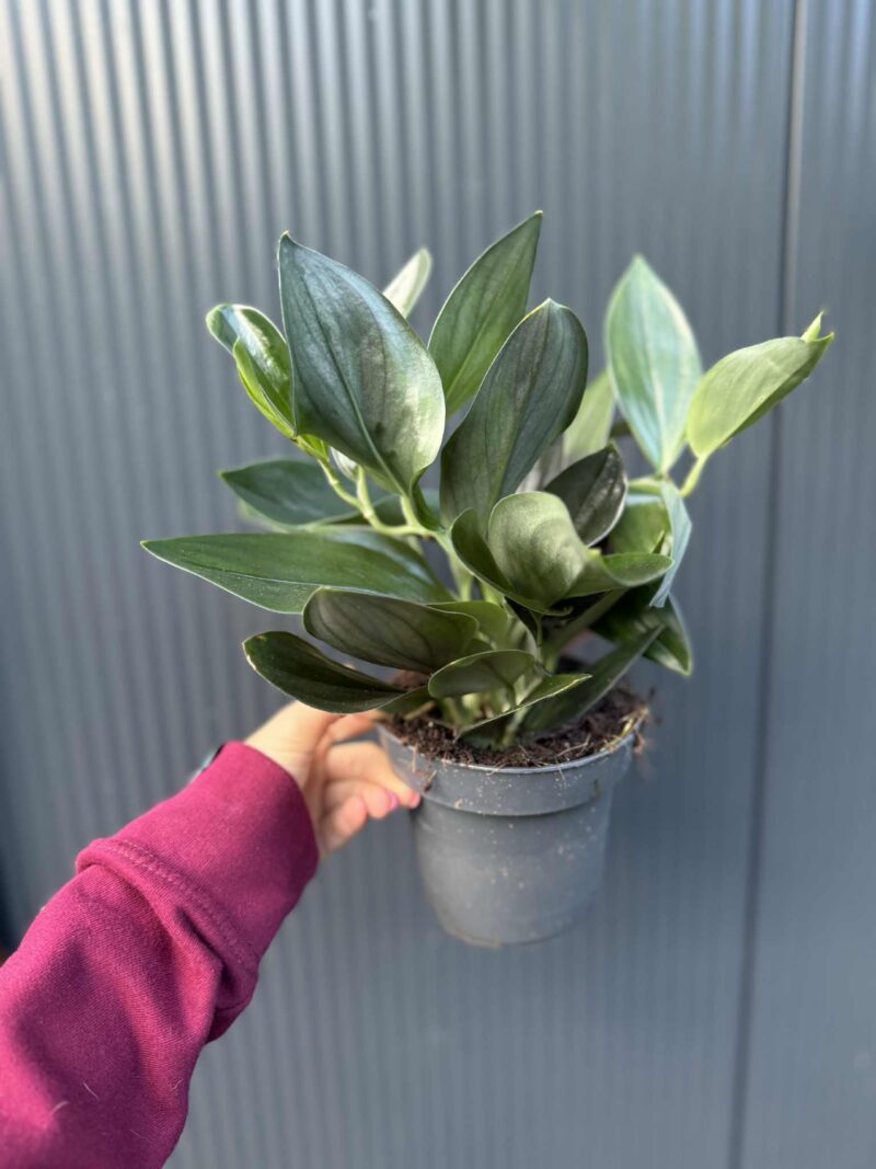 Scindapsus ‘Treubii Dark Form’