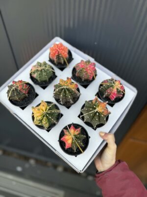 Kaktus Variegata Gymnocalycium Extra Variegata