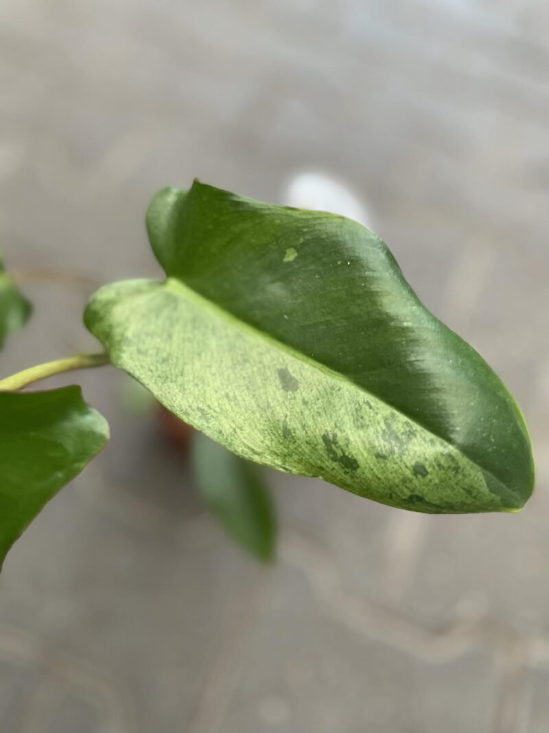 Philodendron Paraiso Verde