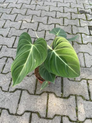 Philodendron Gloriosum