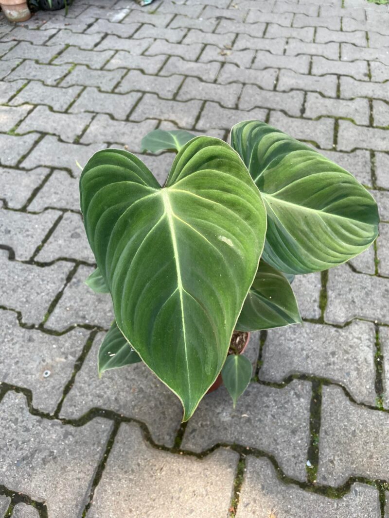 Philodendron Gloriosum