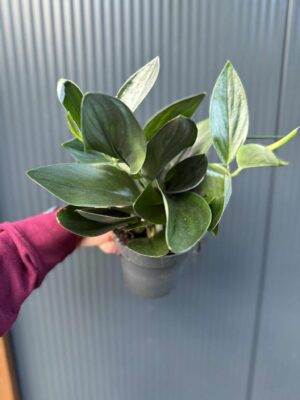 Scindapsus ‘Treubii Dark Form’