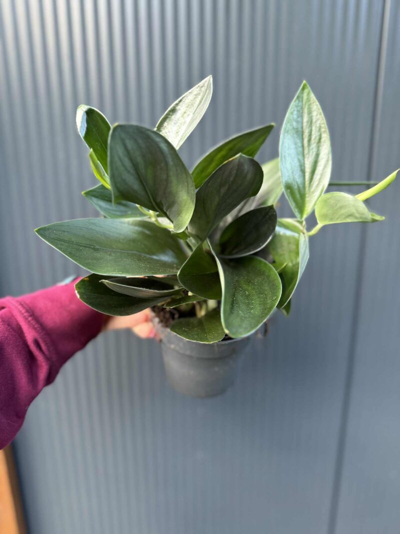 Scindapsus ‘Treubii Dark Form’