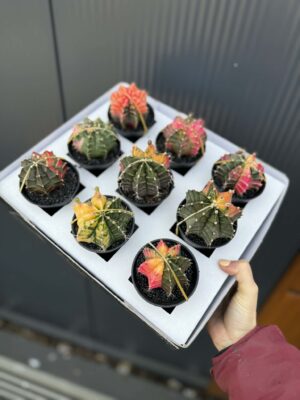 Kaktus Variegata Gymnocalycium Extra Variegata