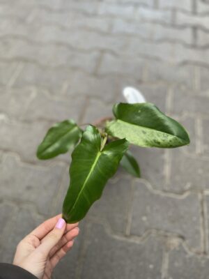 Philodendron Paraiso Verde