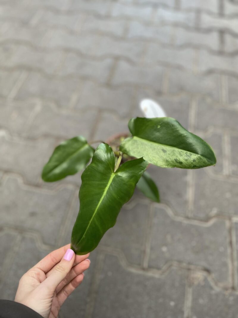 Philodendron Paraiso Verde