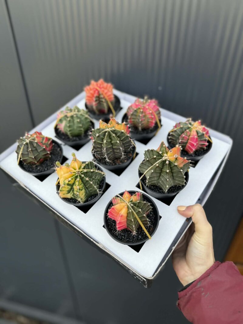 Kaktus Variegata Gymnocalycium Extra Variegata