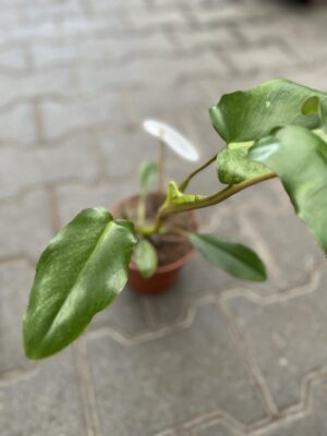 Philodendron Paraiso Verde