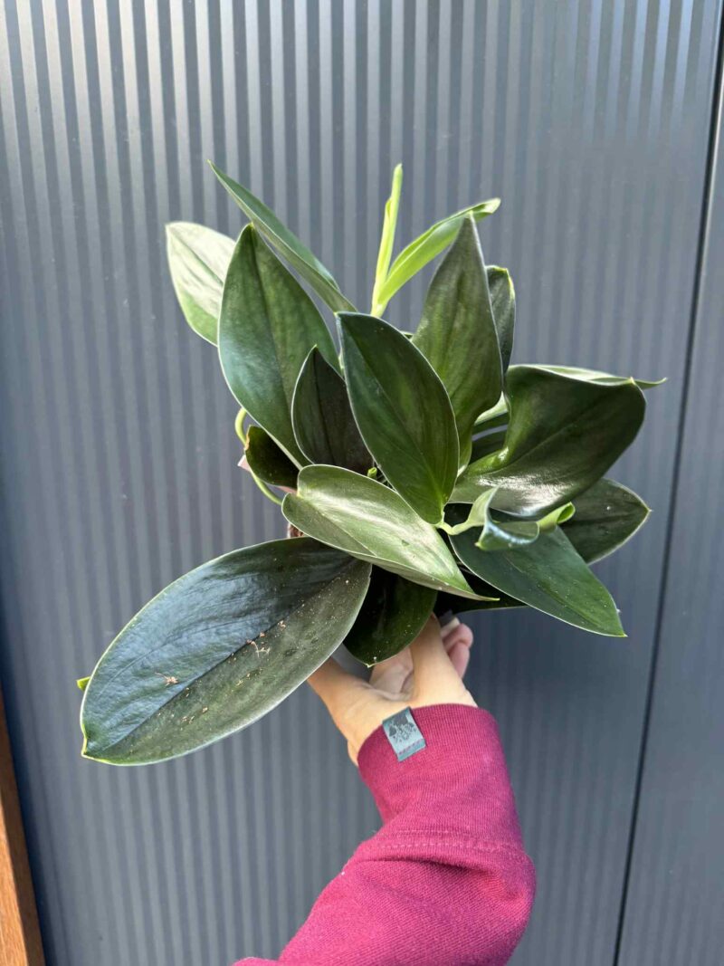 Scindapsus ‘Treubii Dark Form’