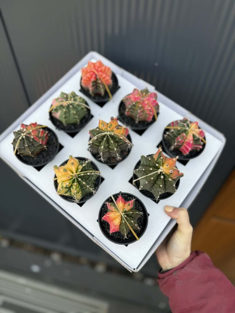 Kaktus Variegata Gymnocalycium Extra Variegata