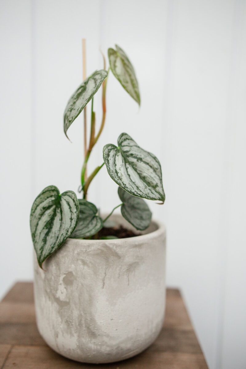 Philodendron Branditianum