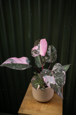 Philodendron Pink Princess Marble