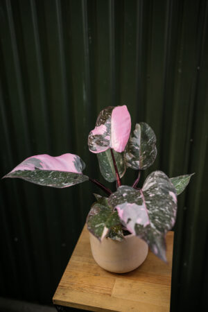 Philodendron Pink Princess Marble
