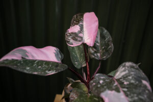 Philodendron Pink Princess Marble