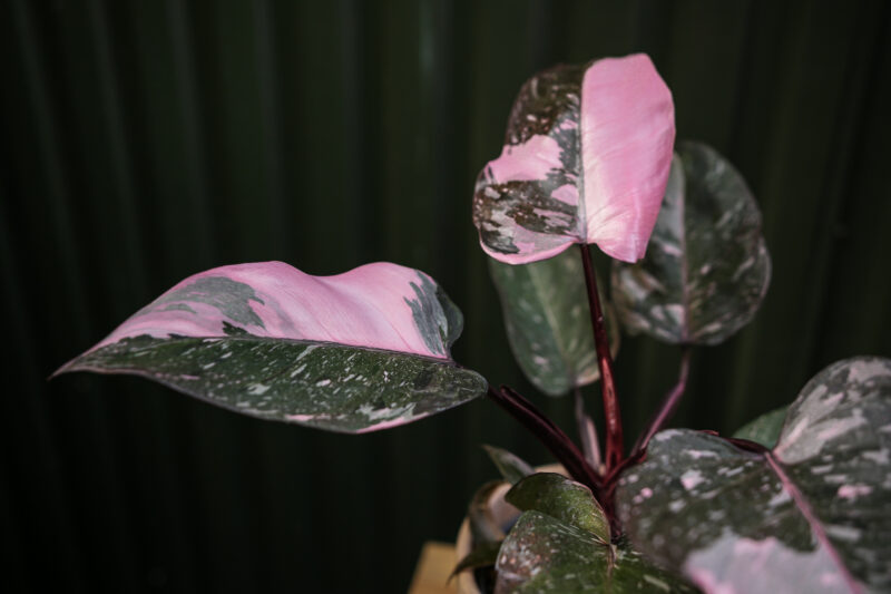 Philodendron Pink Princess Marble