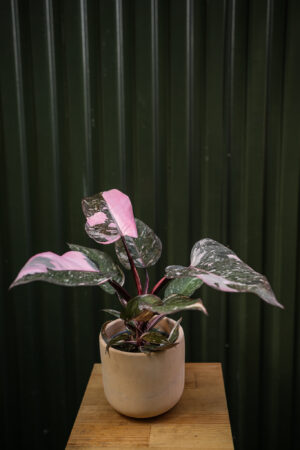 Philodendron Pink Princess Marble